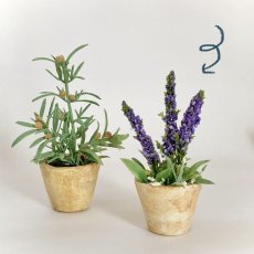 画像3: ミニチュア　ラベンター風紫色のお花の鉢植え (3)