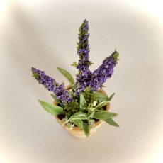 画像2: ミニチュア　ラベンター風紫色のお花の鉢植え (2)