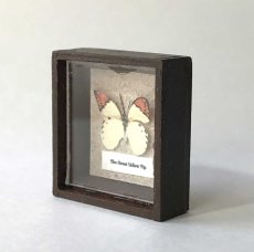 画像2: ミニチュア  ツマベニチュウ蝶標本箱 (2)
