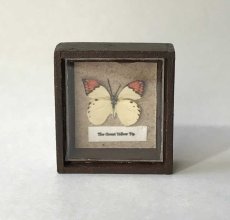 画像1: ミニチュア  ツマベニチュウ蝶標本箱 (1)