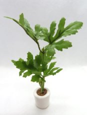 画像1: ミニチュアプラント 観葉植物・大葉 (1)
