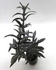 画像2: ミニチュアプラント 観葉植物・銅葉 (2)