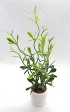 画像1: ミニチュアプラント 観葉植物・ブッシュ (1)