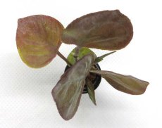 画像2: ミニチュアプラント 観葉植物・丸葉 (2)