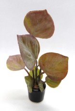 画像1: ミニチュアプラント 観葉植物・丸葉 (1)
