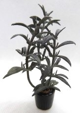 画像1: ミニチュアプラント 観葉植物・銅葉 (1)