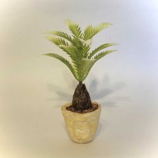 画像1: ミニチュア・　ソテツ風鉢植え (1)