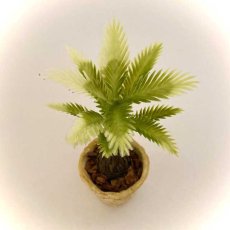画像2: ミニチュア・　ソテツ風鉢植え (2)
