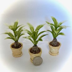 画像4: ミニチュア・　ソテツ風鉢植え (4)