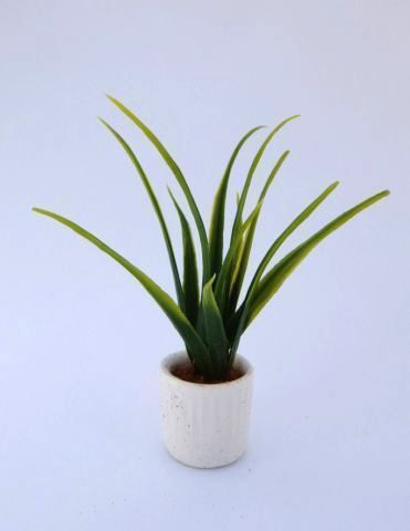 観葉植物 小 細葉 マーブルチョコ